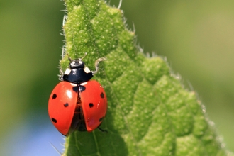 7 spot ladybird
