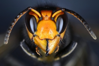 Close up macro photo of Asian Hornet