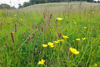 Freshfold Meadow in Bath wildlife friendly