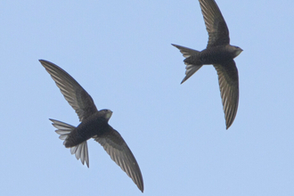 two flying swifts