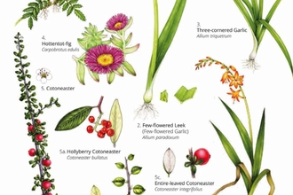 non-native-invasive-plants-guide