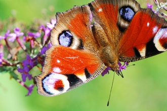 peacock butterfly on buddleia bush