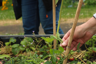 Hand tending to pea shoots in community garden