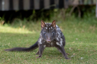 Tasmania