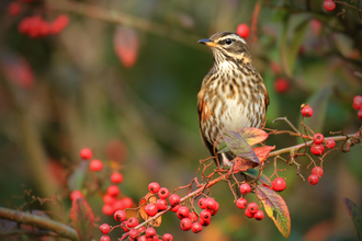 A redwing sits on a branch