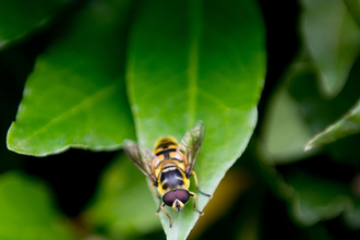 An image of a batman hoverfly on a leaf