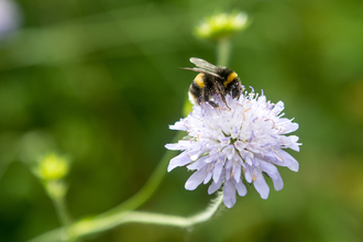 An image of a buff-tailed bumblebee