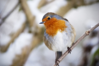 Robin on a branch