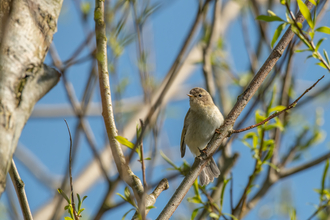 chiffchaff