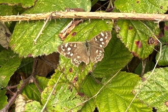 Speckled wood butterfly on brambles