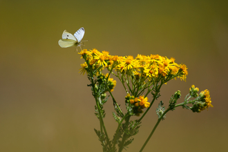 Butterfly sitting on ragwort