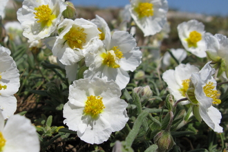 Image of Helianthemum apenninum at Brean Down 