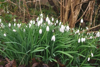 A cluster of snowdrops shooting up from the ground