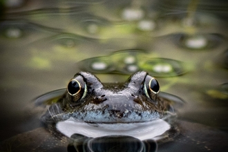 A frog looks out from a pond, directly at the camera