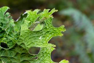 The leafy green fronds of tree lungwort