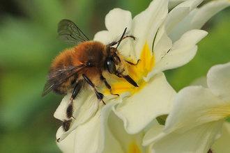 Hairy-footed flower bee on a flower