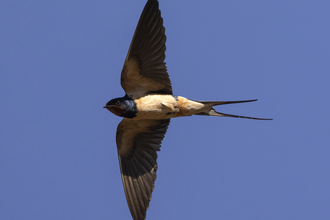 A swallow in flight with its wings spread wide
