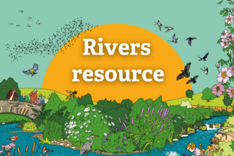 River illustration with species