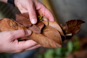 Hands holding leaves