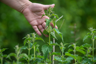 Nettles