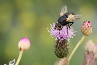 Nowickia ferox