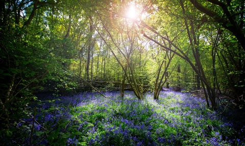 Bluebell woodland