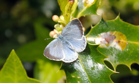 Holly Blue butterfly