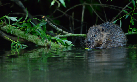 Eurasian beavers: a keystone species that keep waterways clean