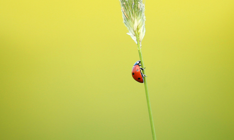 ladybird