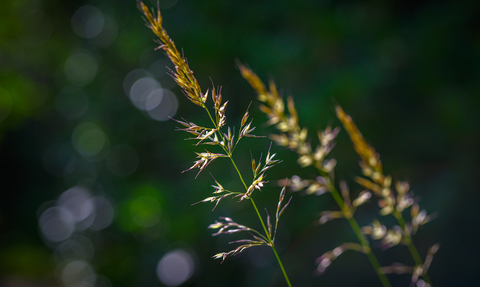 Grass Seed Heads Meadow Stephanie Chadwick