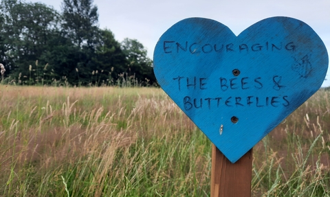 Wildflower Meadow Whiteshill Common Project WEG