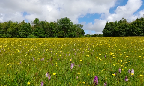 A wildflower meadow with trees in the background