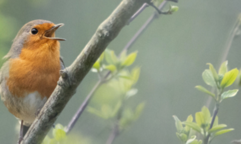 Singing Robin