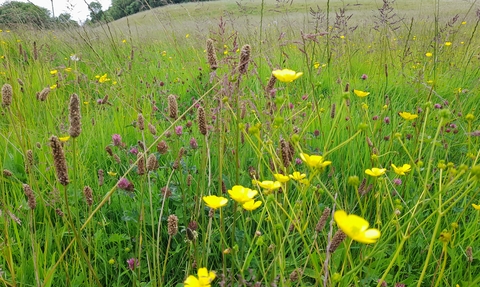 Freshfold Meadow in Bath wildlife friendly