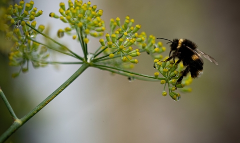 Individual Helen Alloush Bee fennel spider 