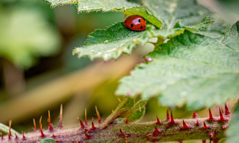 School St Andrew's 4. Ladybird