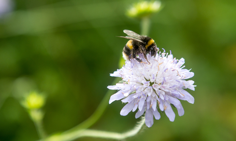 An image of a buff-tailed bumblebee