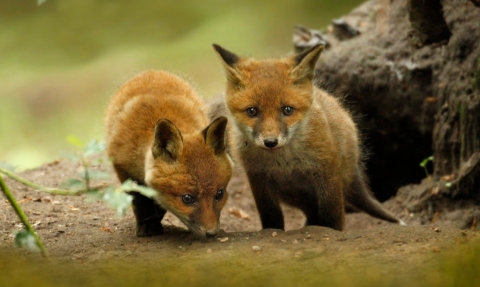 Fox cubs