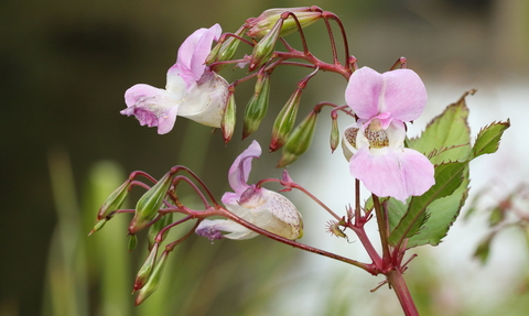 Himalayan Balsam