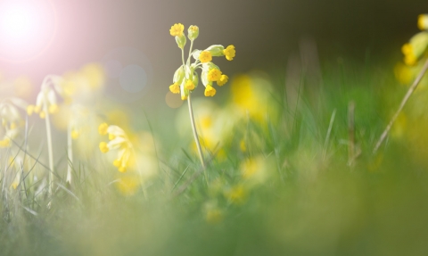 Cowslips