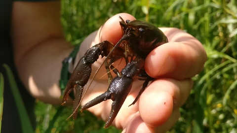 A male crayfish being held