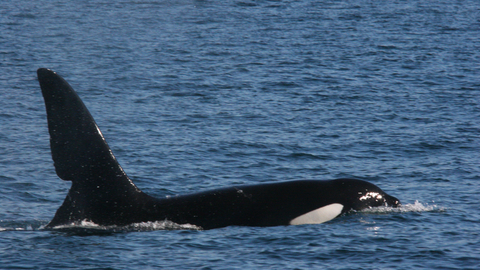 An orca in the ocean