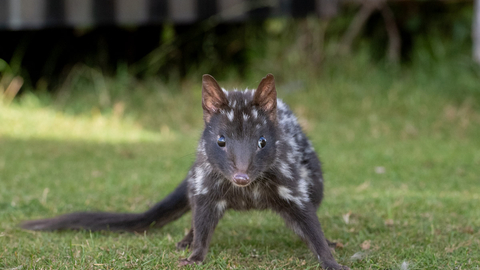 Tasmania