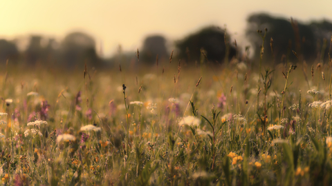 Eades meadow