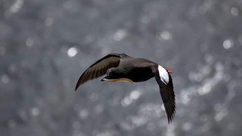 Copeland bird