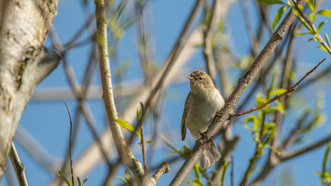 chiffchaff