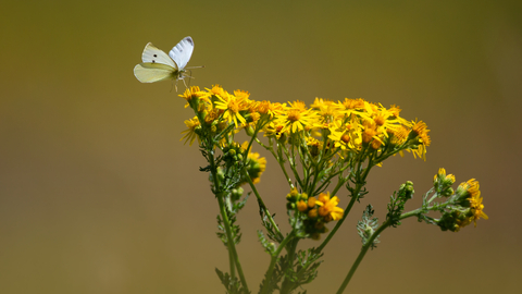 Butterfly sitting on ragwort