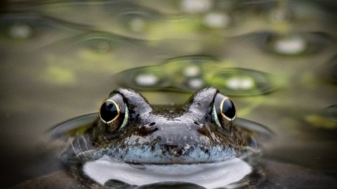 A frog looks out from a pond, directly at the camera