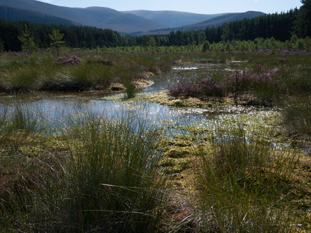 Blanket bog