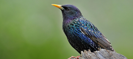 Starling